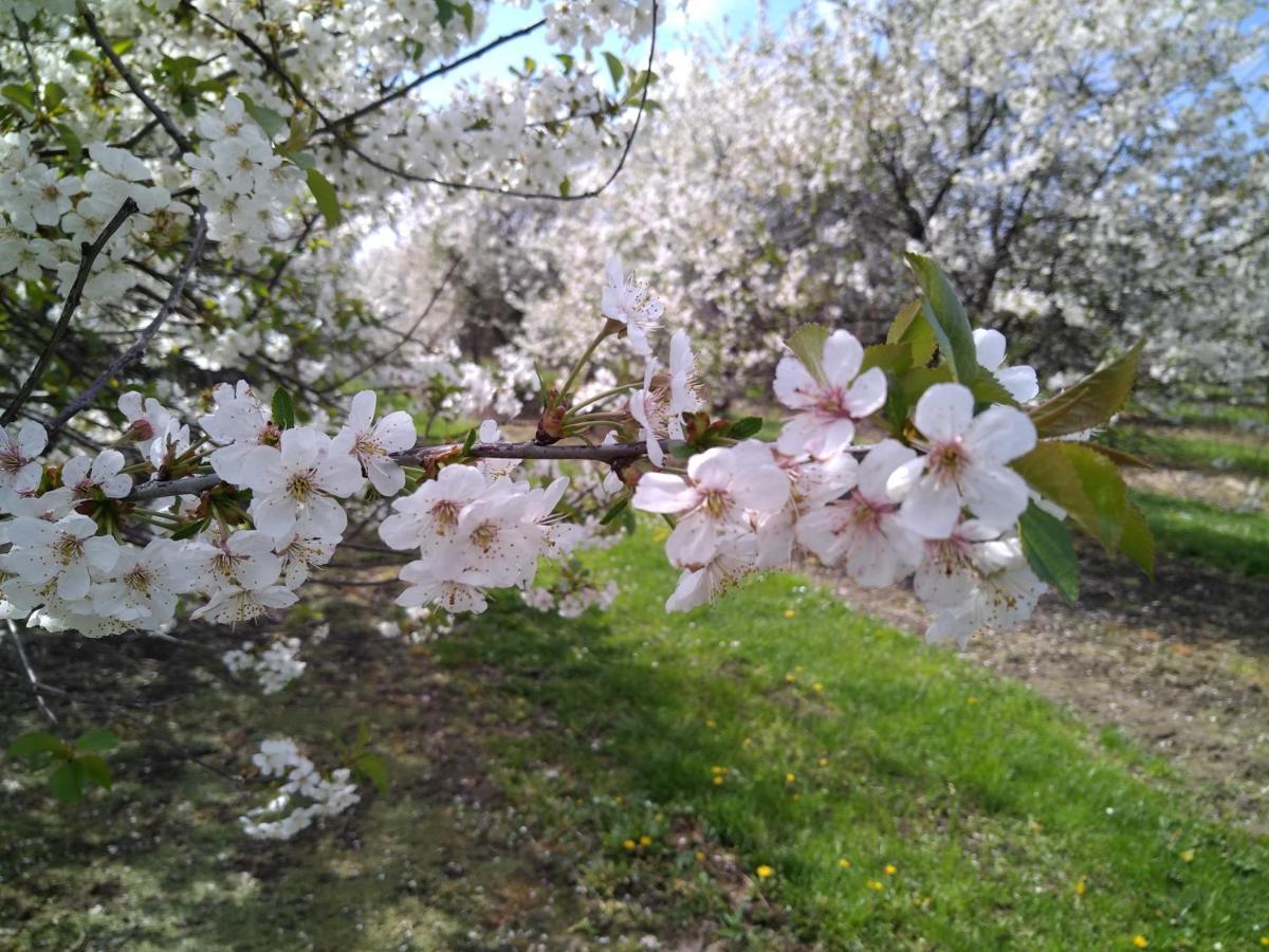 Vakantiewoning Mierzicht Met Prive Wellness Haspengouw Boekhout Εξωτερικό φωτογραφία